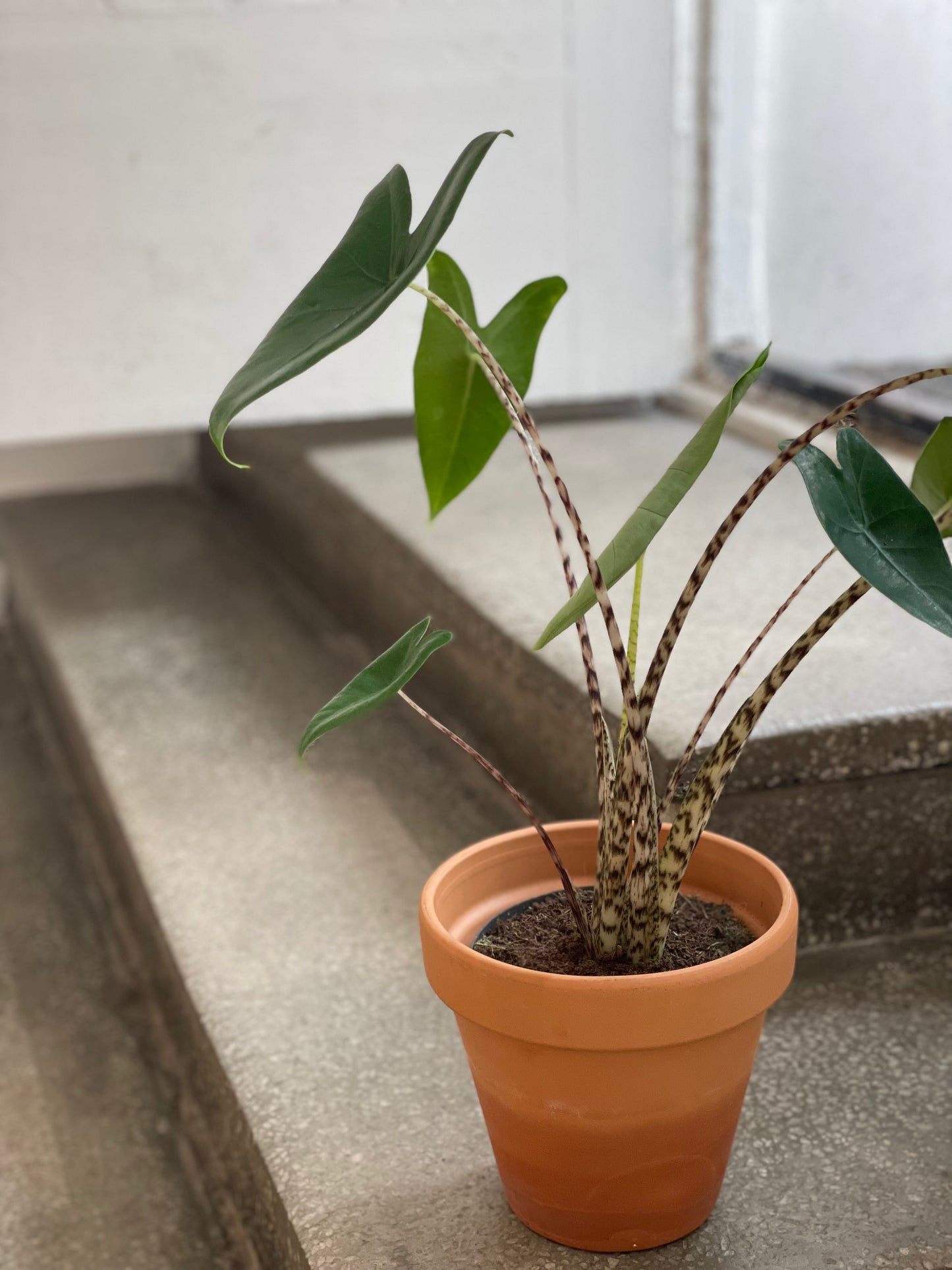 Alocasia Zebrina