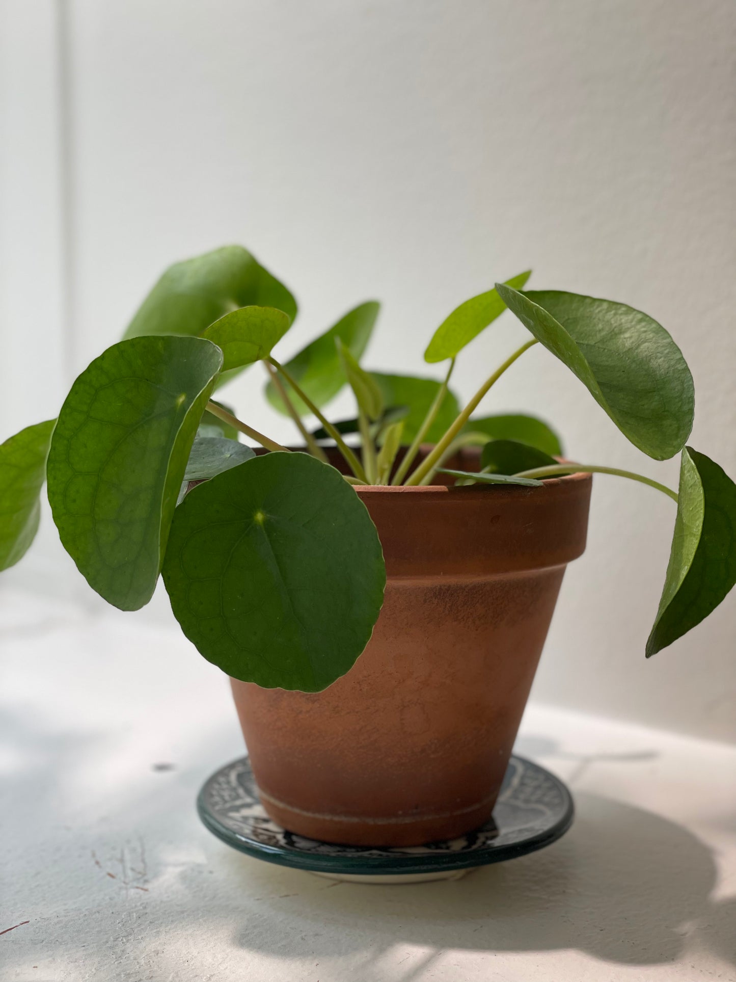 Kilpipiilea / Pilea peperomioides
