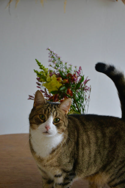 Cat-friendly cut flower bouquet