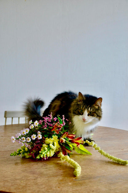 Kissaystävällinen leikkokukkakimppu