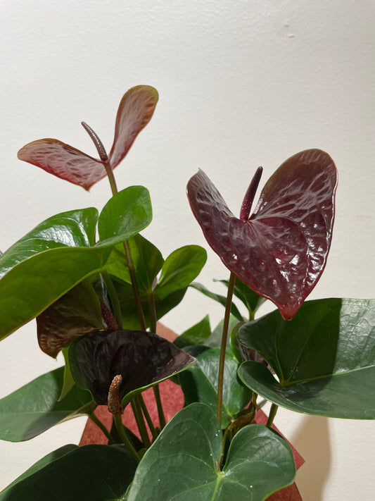 Anthurium