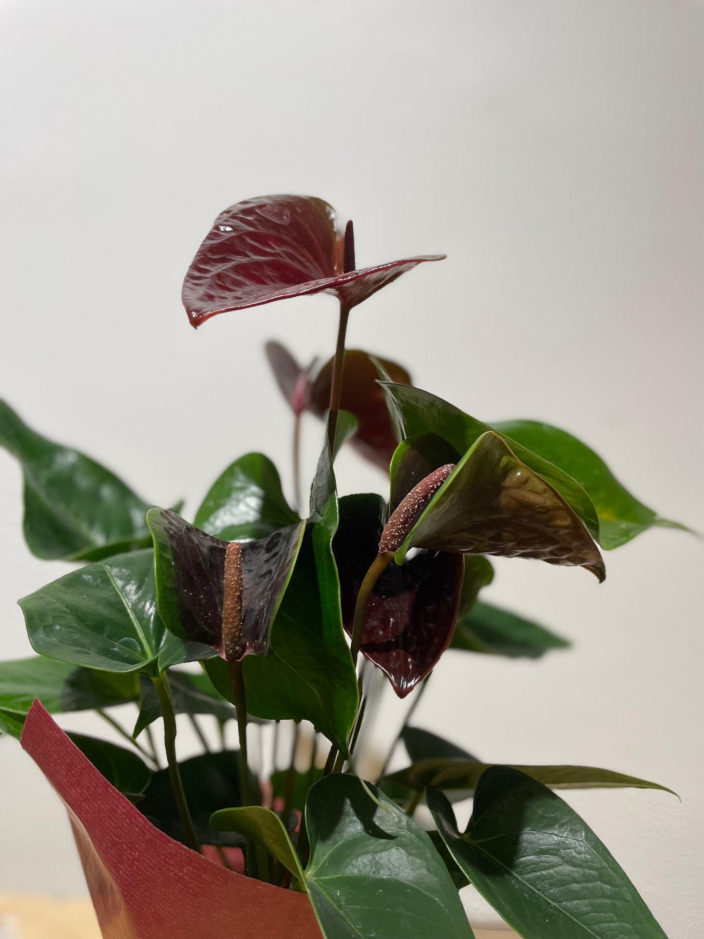Anthurium