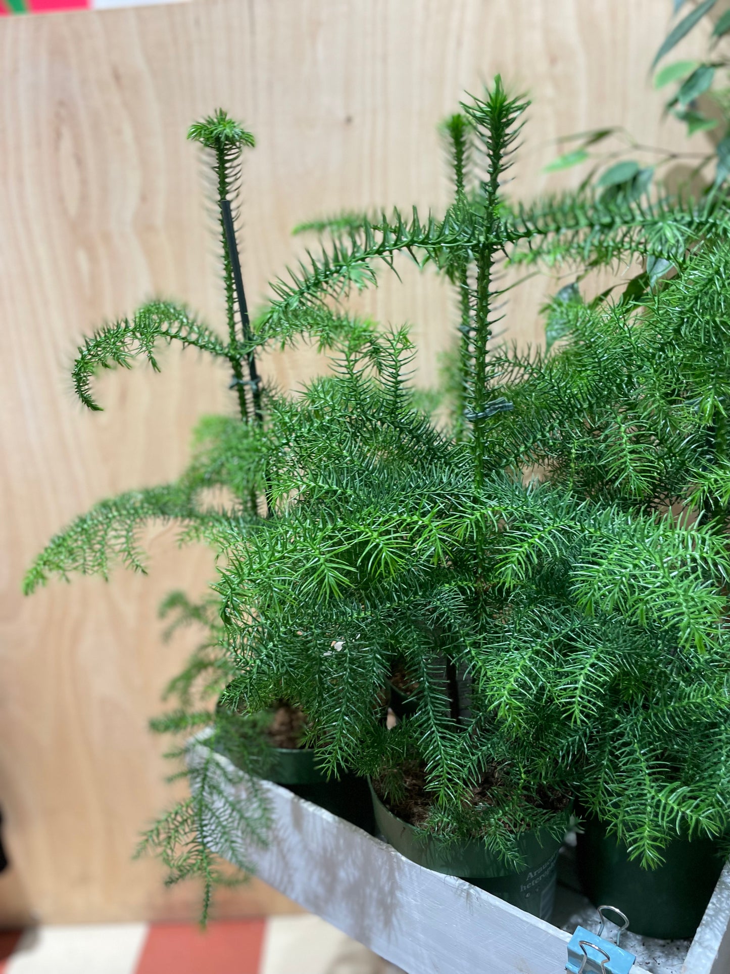 Araucaria heterophylla