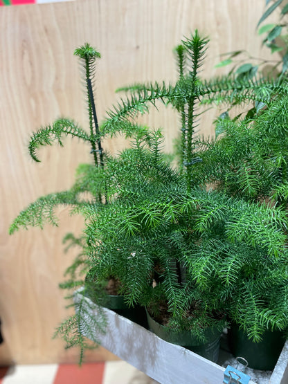 Araucaria heterophylla