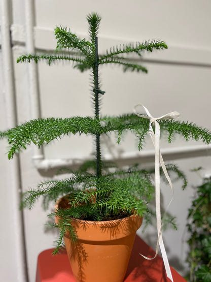 Araucaria heterophylla