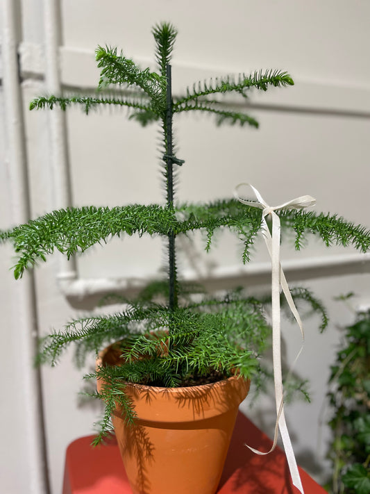 Araucaria heterophylla