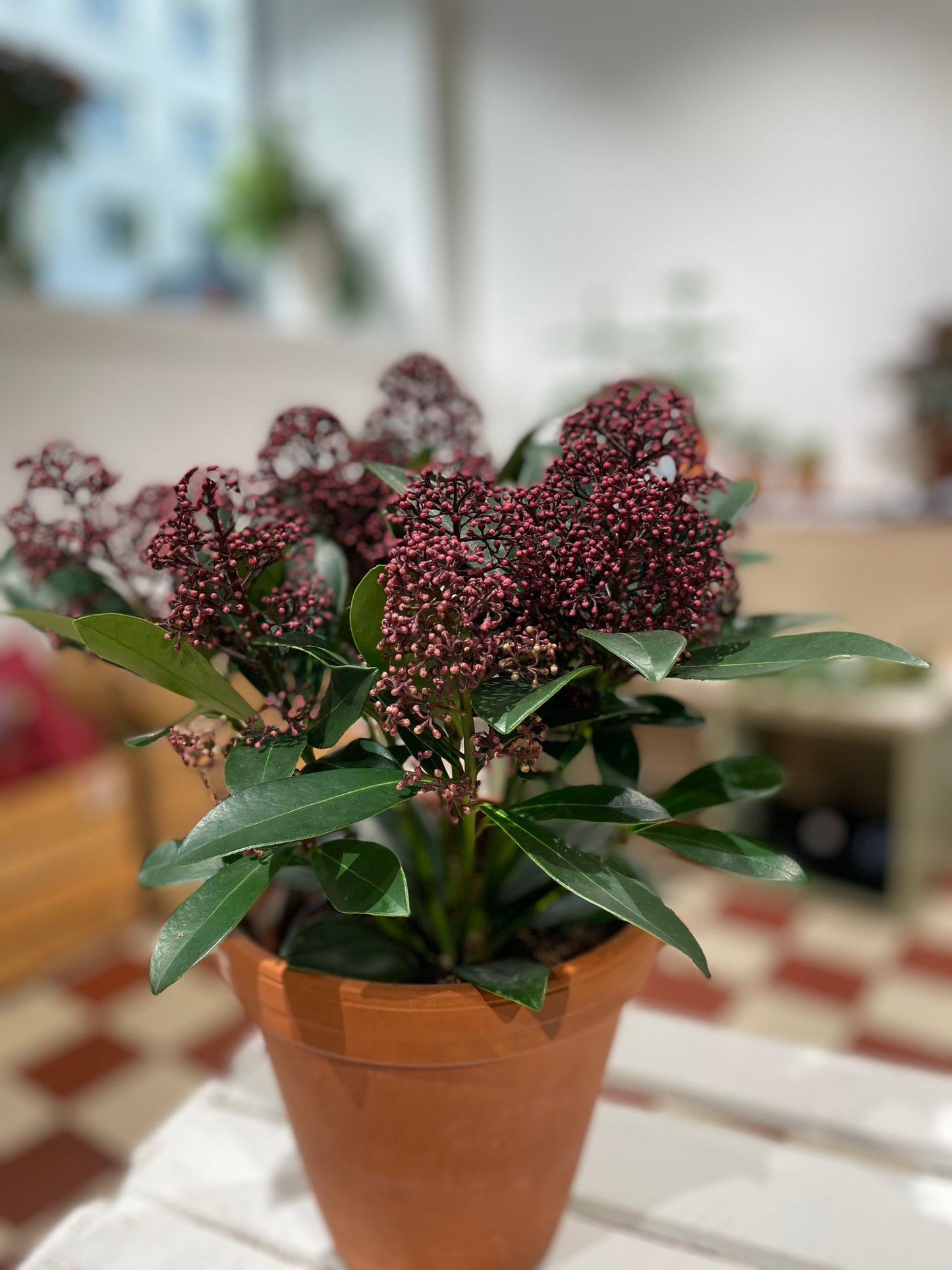 Skimmia