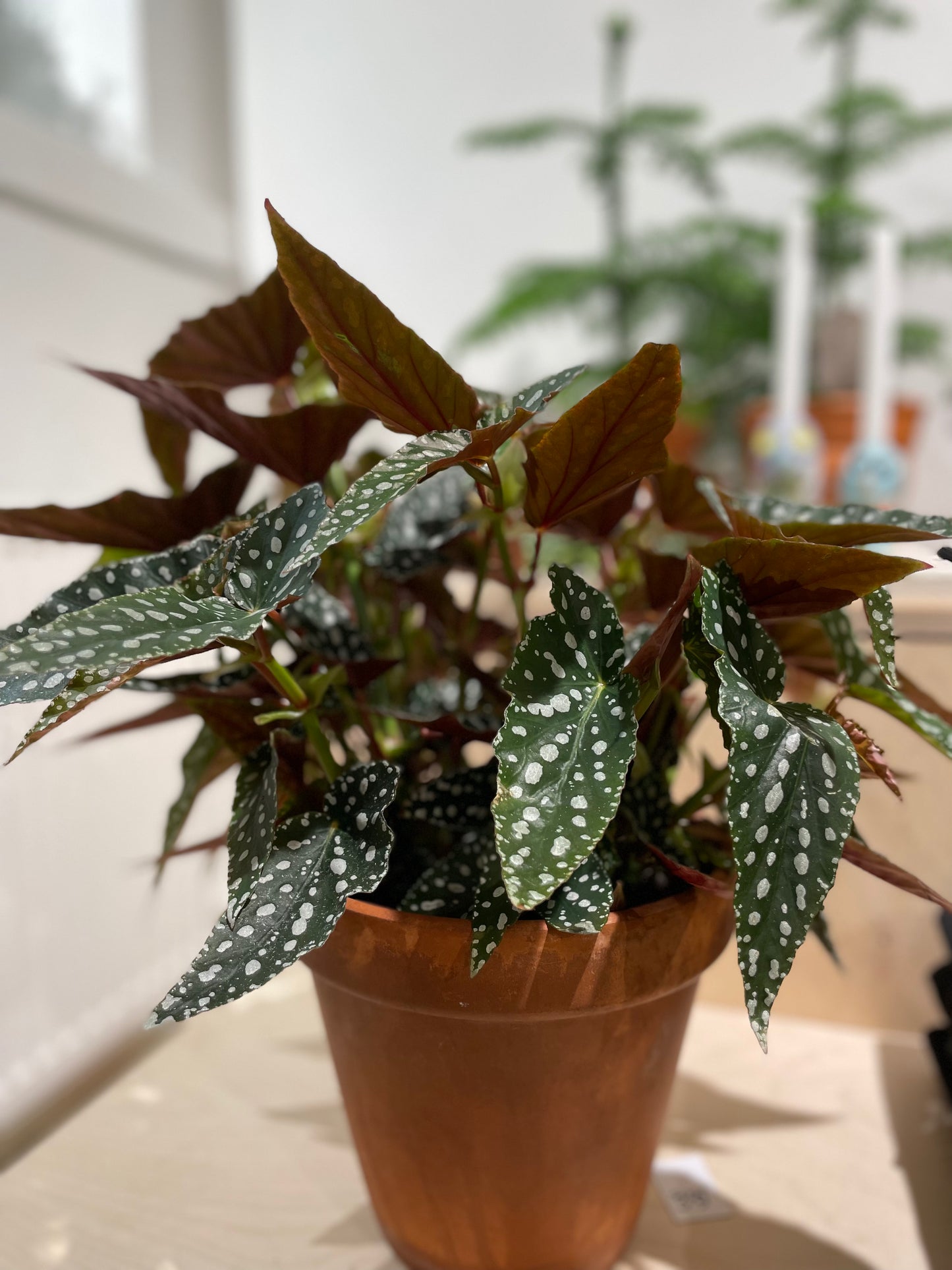 Angel Wing Begonia