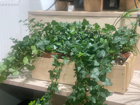 Common Ivy