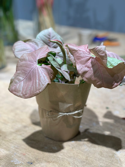  Arrowhead Plant