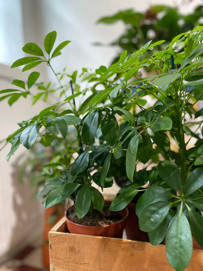 Siroliuska-aralia