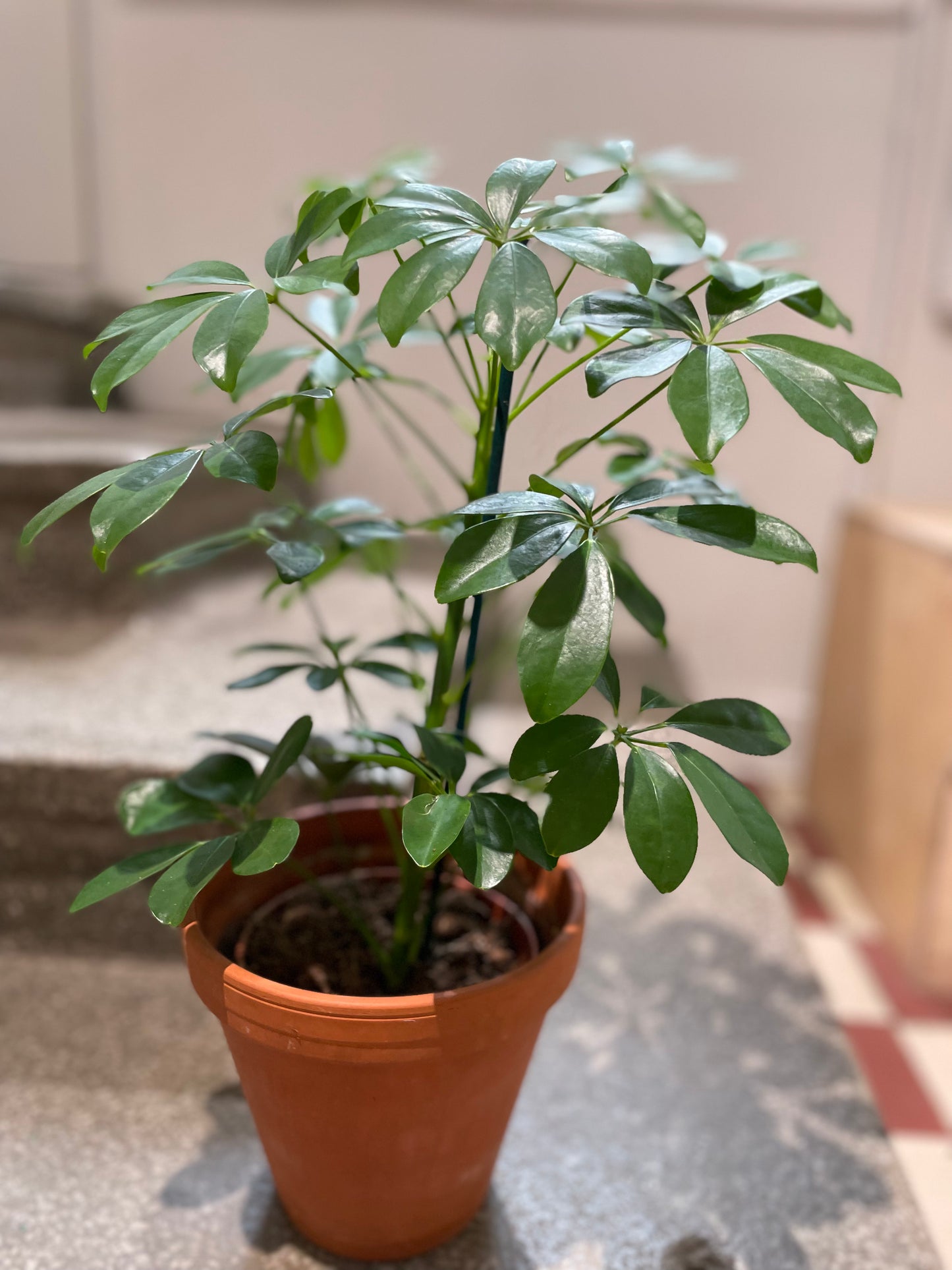 Siroliuska-aralia