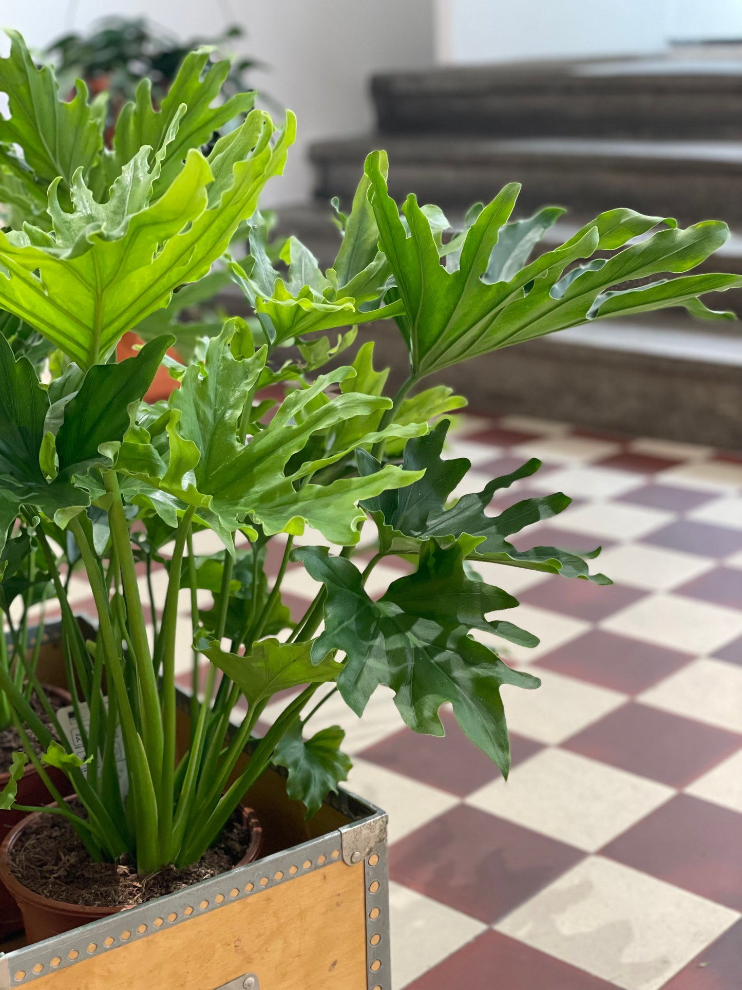 Philodendron 'Lickety Split'