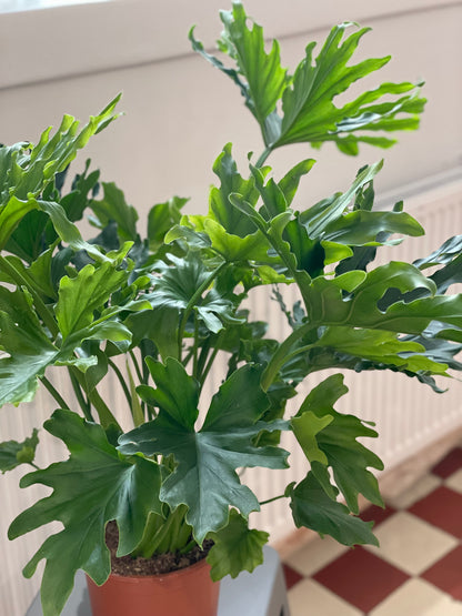 Philodendron 'Lickety Split'