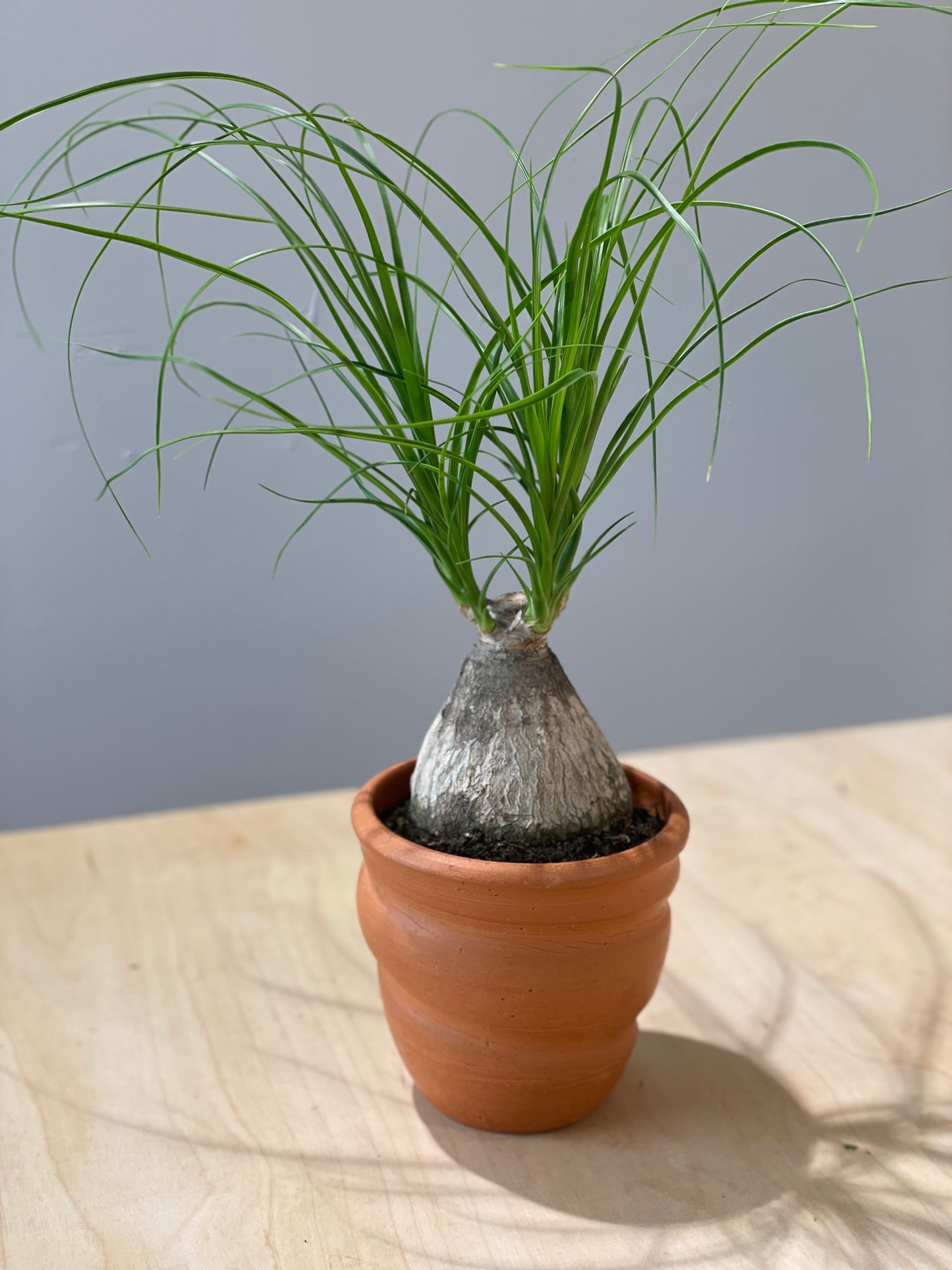 Ponytail Palm